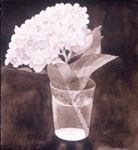 53, White Hydrangea #1, 9 3/4 x 9 2005 wc. Please inquire.