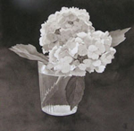 54, White Hydrangea #2, 10 x 9 3/4 2005. Please inquire.
