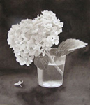 55, White Hydrangea #3, 12x10 2005 wc. Not available.