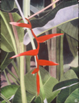 73, Heliconia Pendula, 30 x 23 1993 wc. Not available.